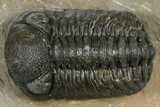 Phacopid (Morocops) Trilobite - Foum Zguid, Morocco #372433-2